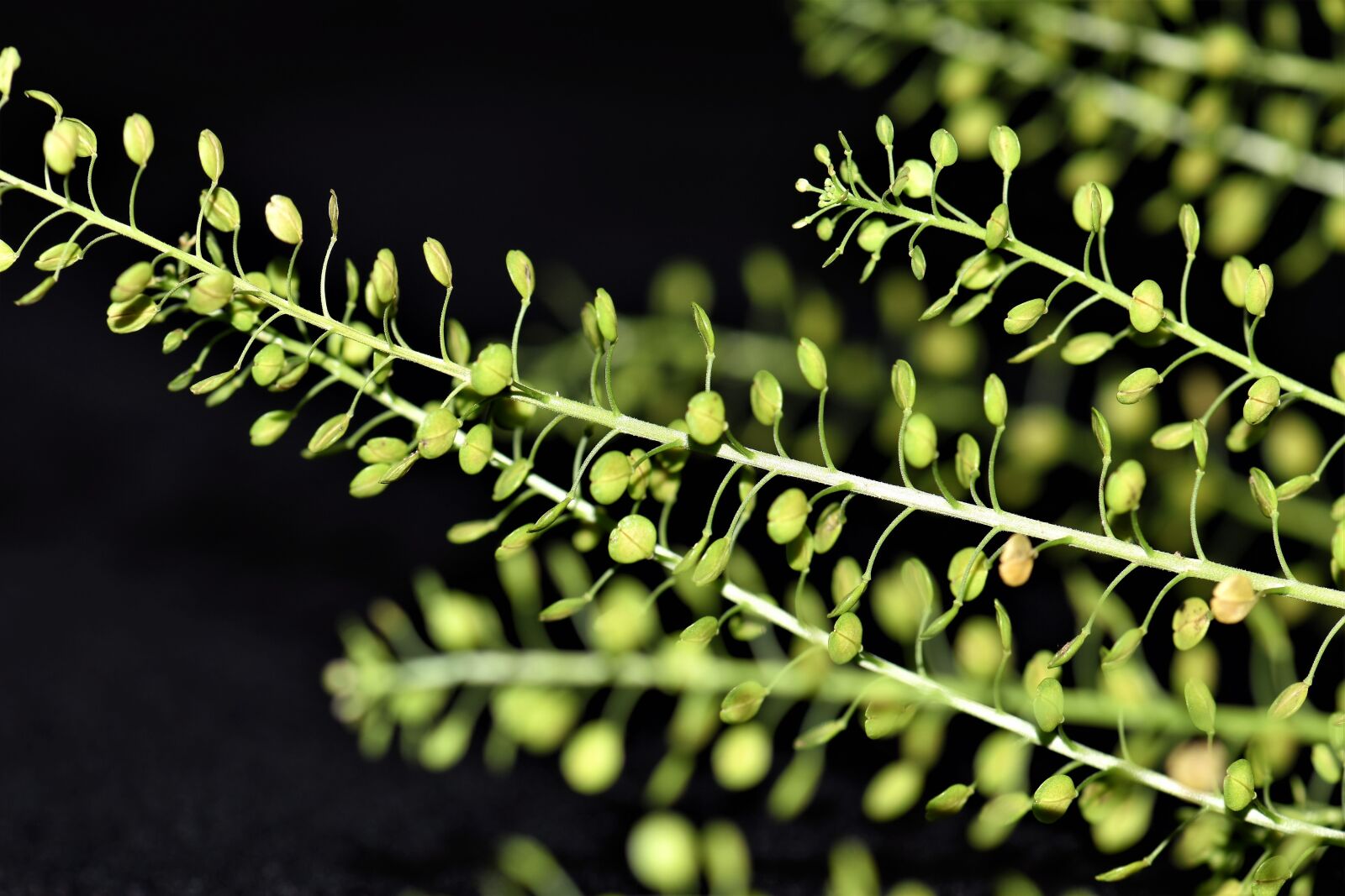 Nikon D5500 sample photo. Green, plant, leaf photography