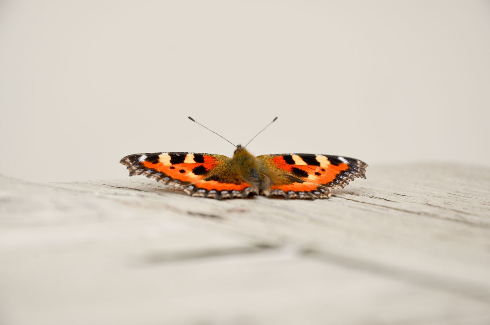 Nikon D7000 sample photo. Butterfly, orange, nature photography