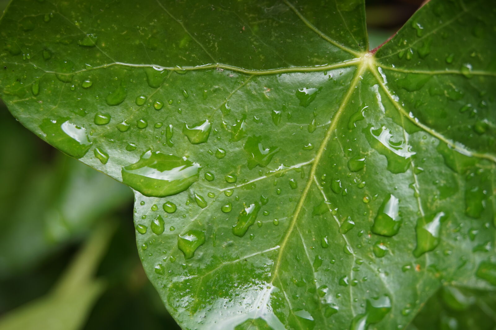 Sony E 16-50mm F3.5-5.6 PZ OSS sample photo. Drop, of, water, leaves photography