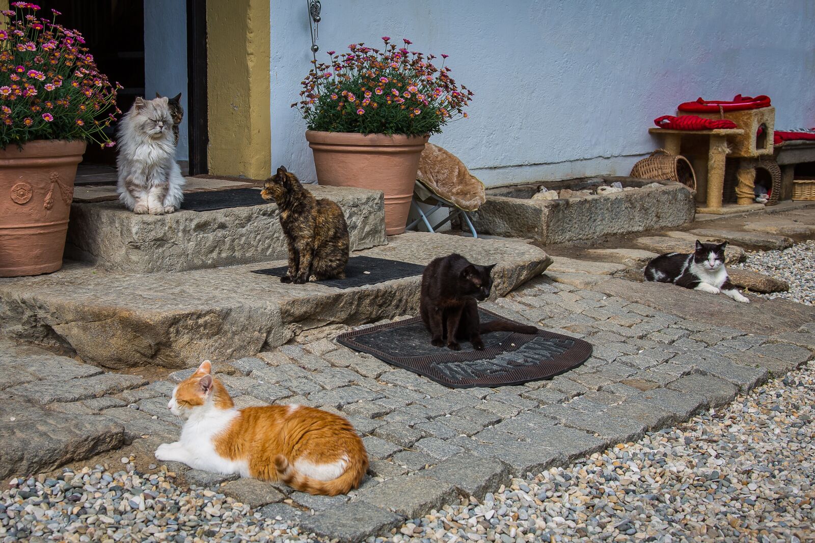 Canon EF 24-105mm F4L IS USM sample photo. Cat, pet, kitten photography