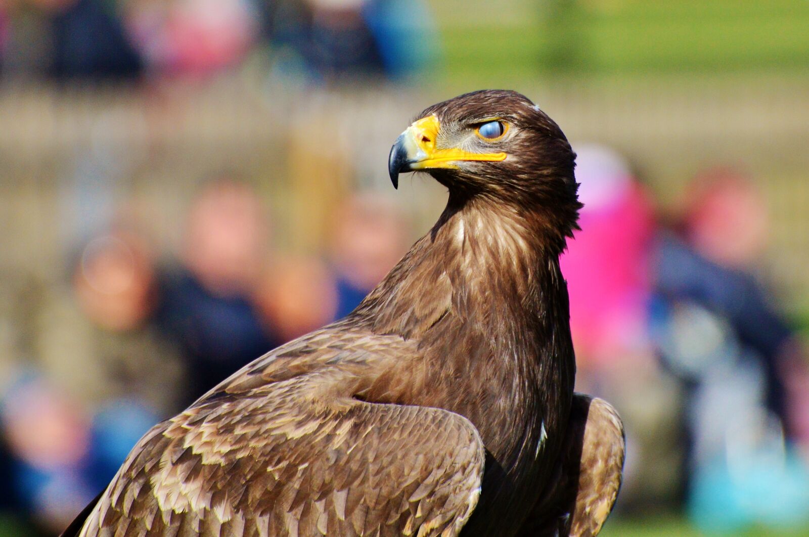 Nikon D3200 sample photo. Adler, bird of prey photography