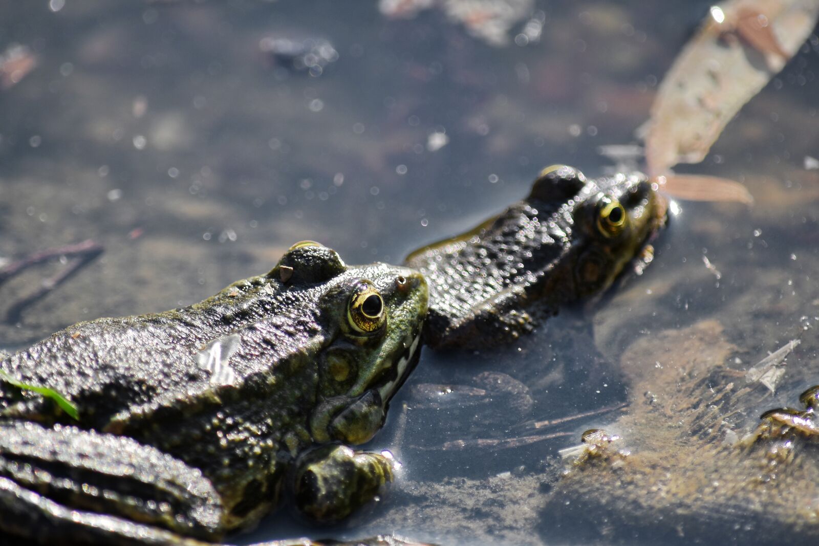 Nikon D5500 sample photo. Frogs, swamp, water, eye photography