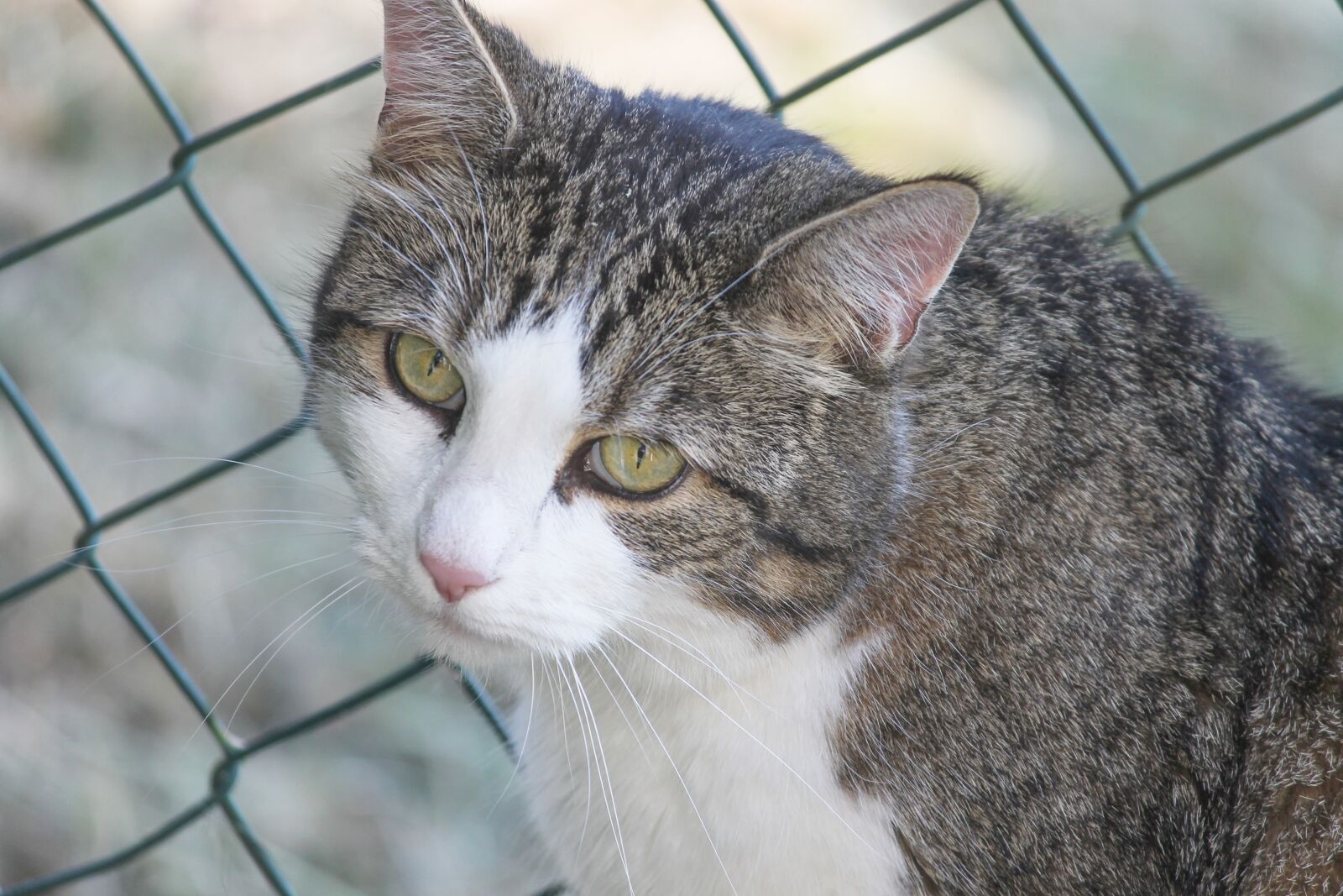 Canon EOS 1100D (EOS Rebel T3 / EOS Kiss X50) sample photo. Cat, portrait, animal photography
