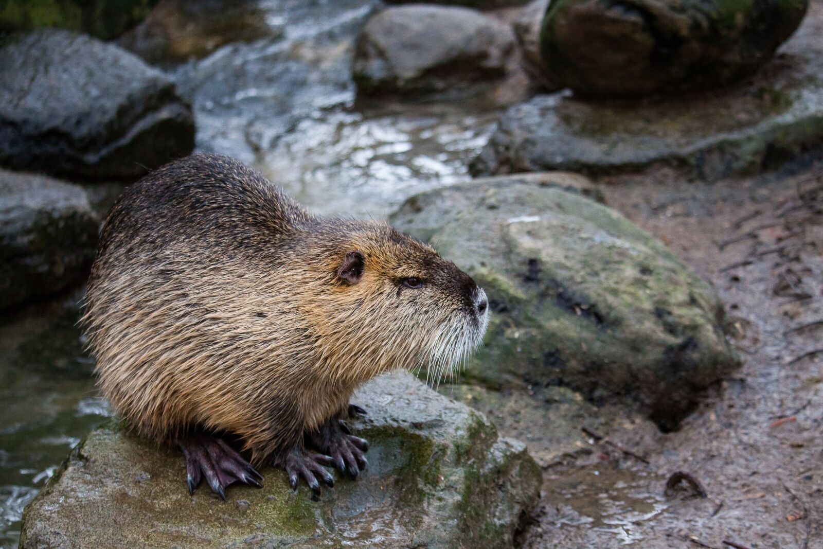 Canon EOS 50D sample photo. Nutria, rodent, mammal photography