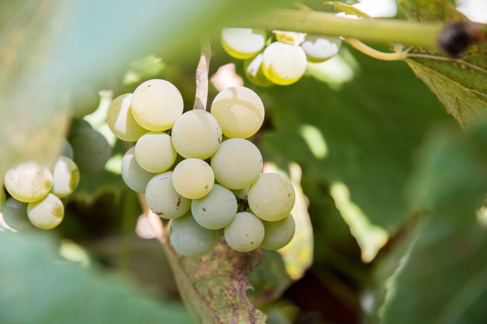 Nikon D750 sample photo. Grapes, green, wine photography