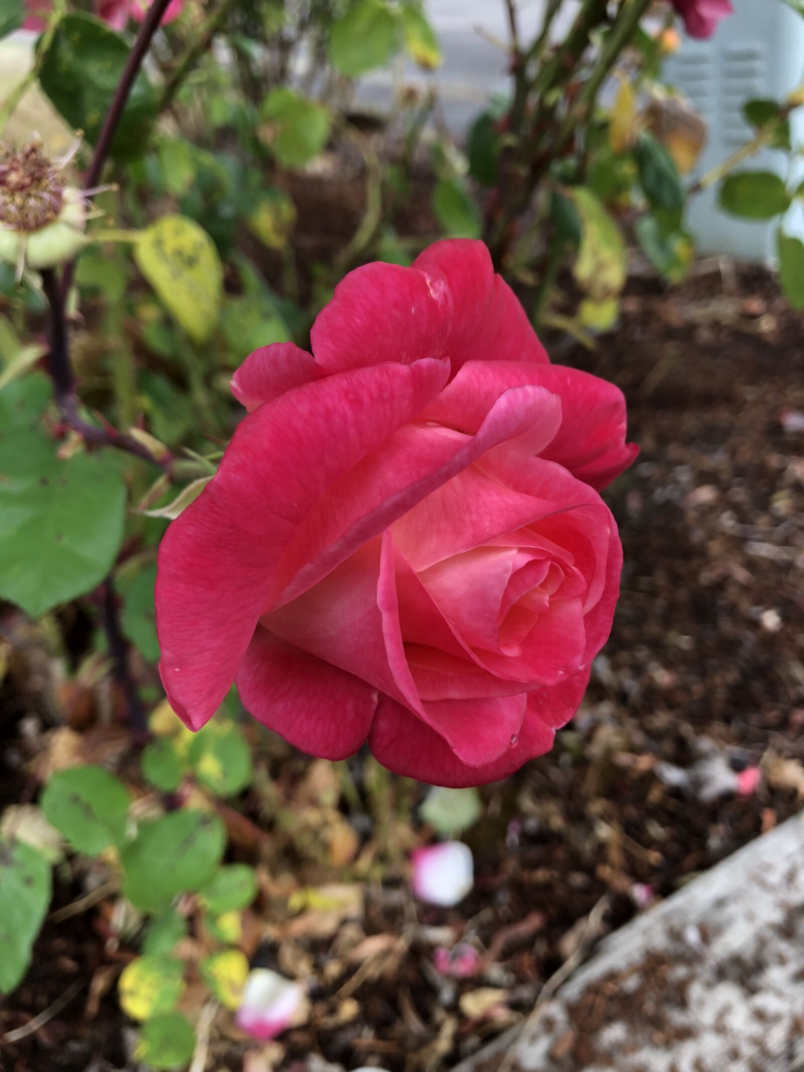 Apple iPhone 8 Plus sample photo. Rose, pink, red photography