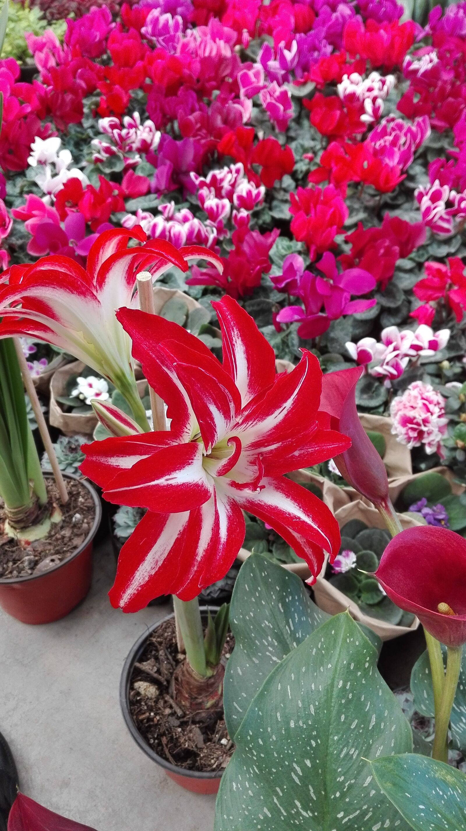 HUAWEI P8 Lite sample photo. Flowers photography