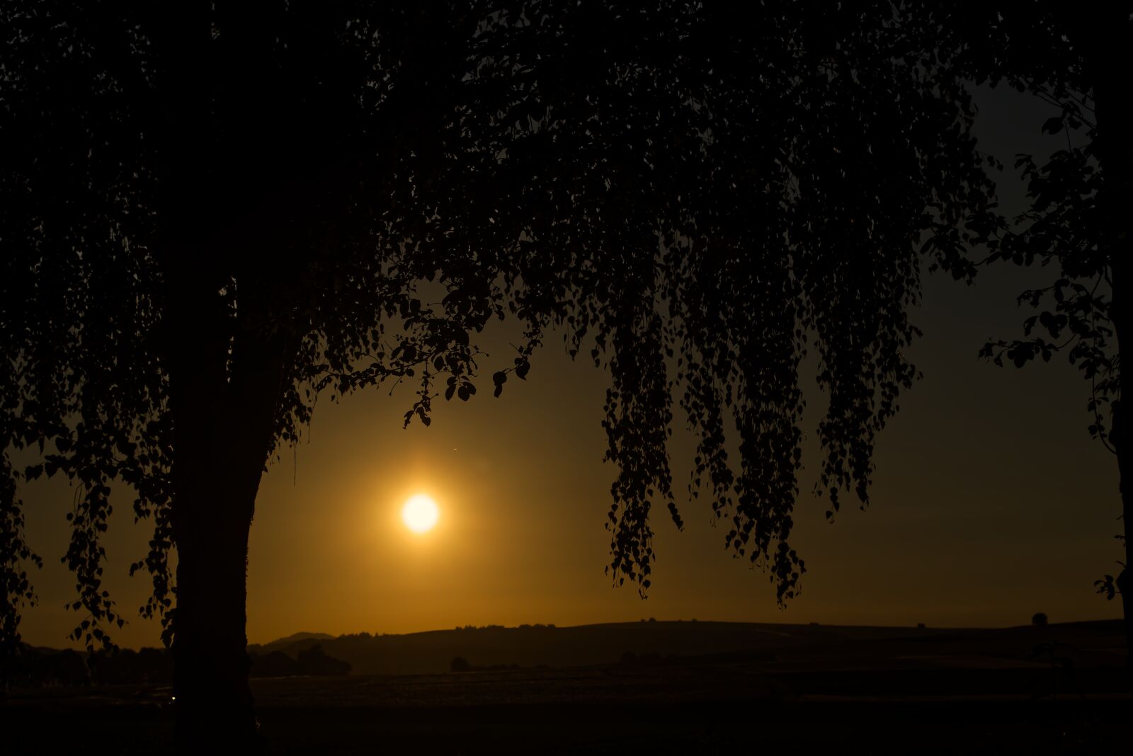 Nikon D5500 sample photo. Sun, dark, tree photography