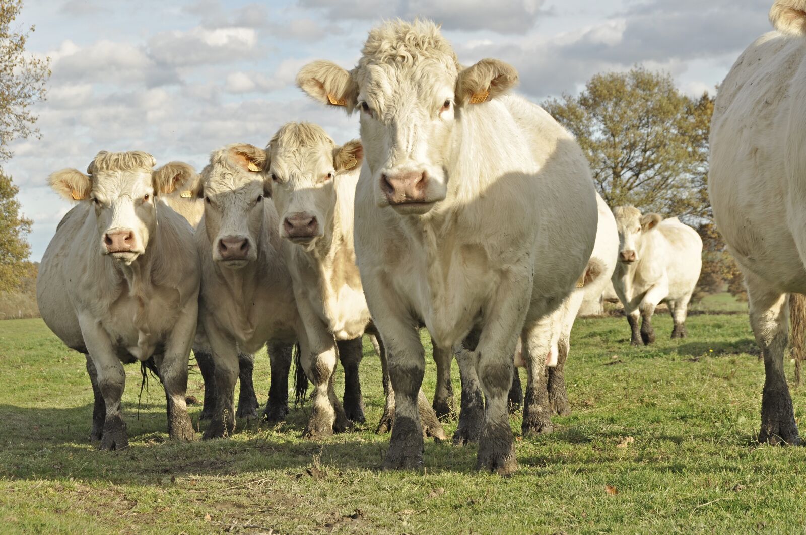 Nikon D5000 sample photo. Nature, animals, oxen photography