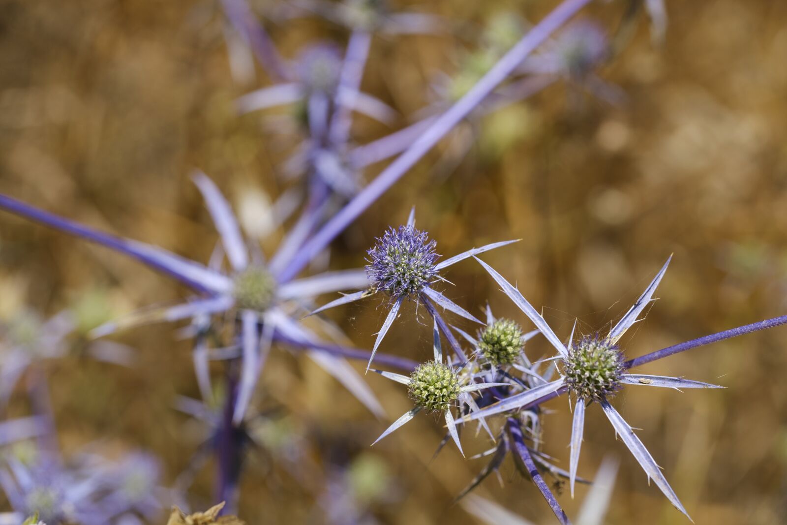 Fujifilm X-T2 + Fujifilm XF 80mm F2.8 R LM OIS WR Macro sample photo. Thistle, blue thistle, blaudistel photography