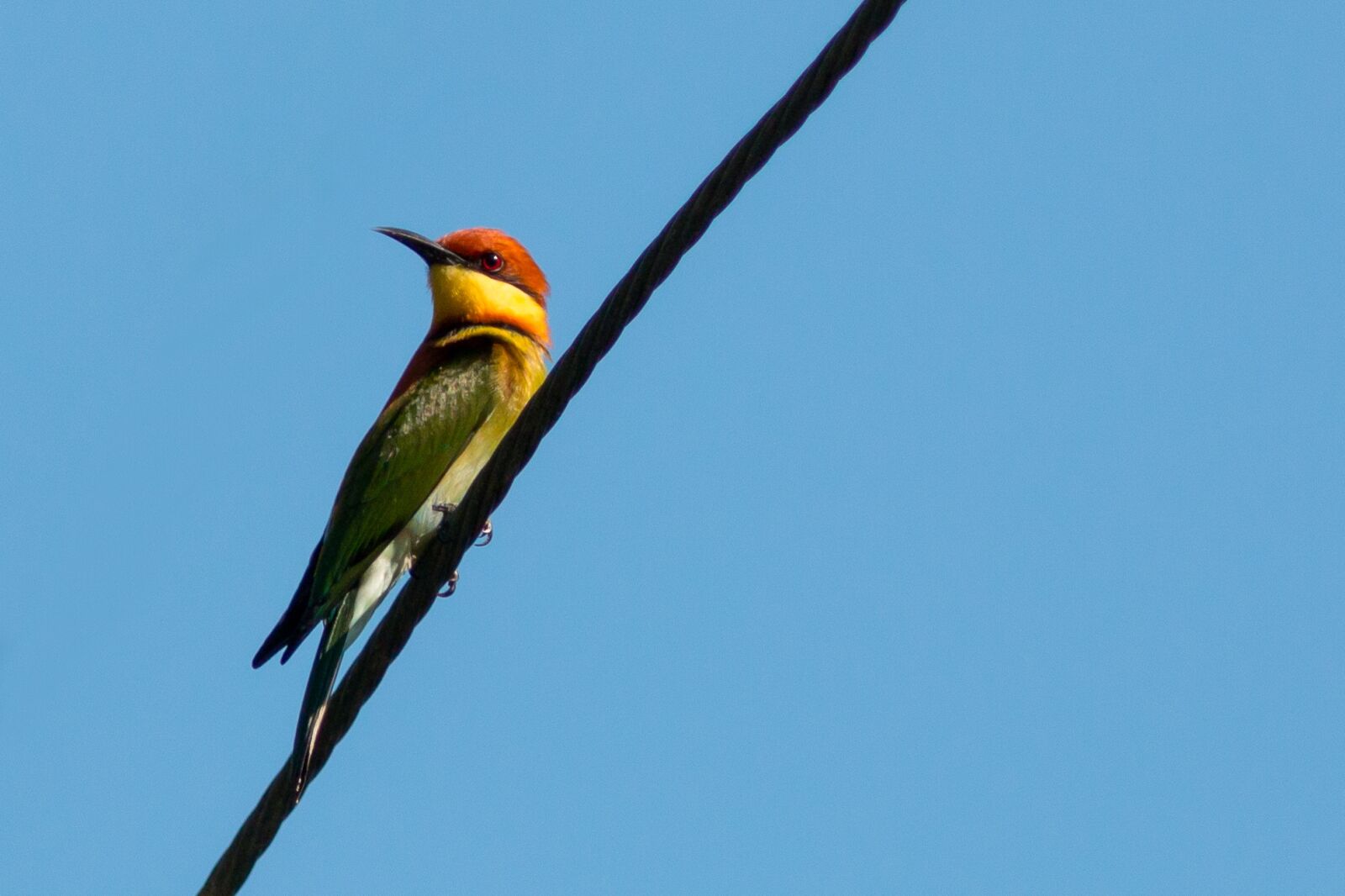 Canon EF 300mm F4L IS USM sample photo. From the, birds, nature photography