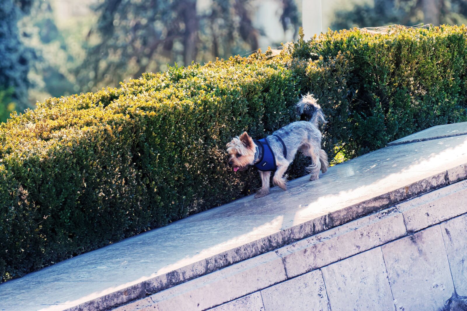 Nikon D5300 sample photo. Dog, puppy, clothing photography