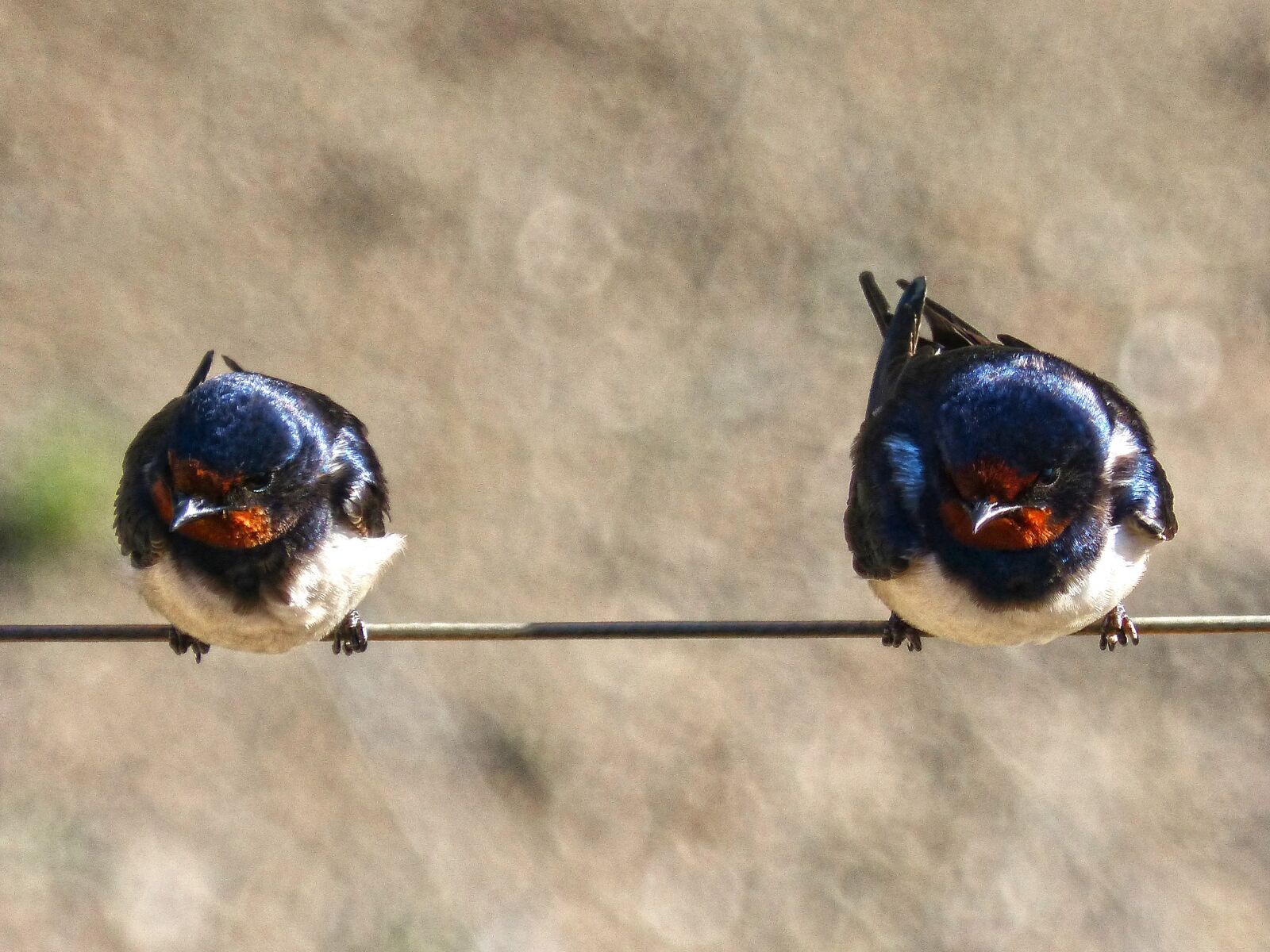 Panasonic DMC-FZ62 sample photo. Swallow, couple, cable photography