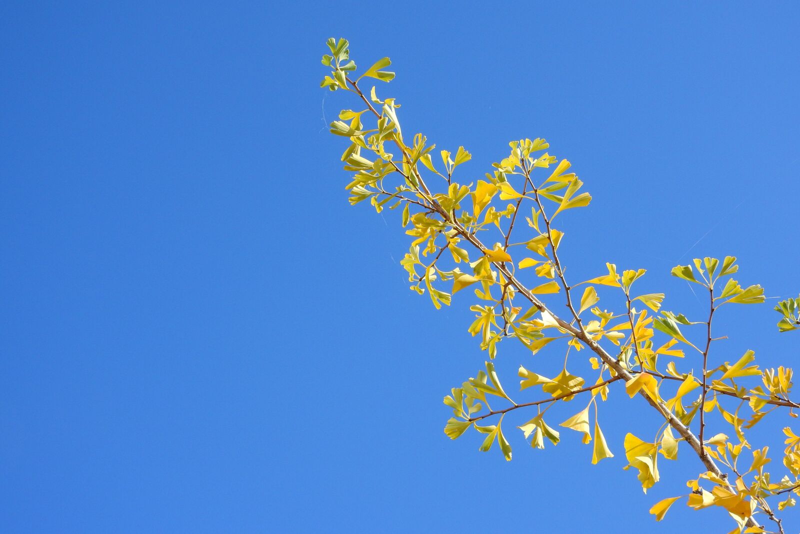 Nikon Coolpix P610 sample photo. Branch on a blue photography