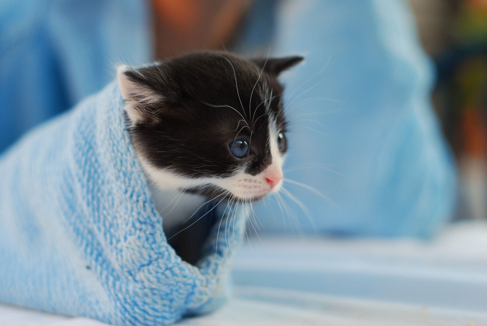 Nikon D60 sample photo. Kitten, sleeve, cute photography