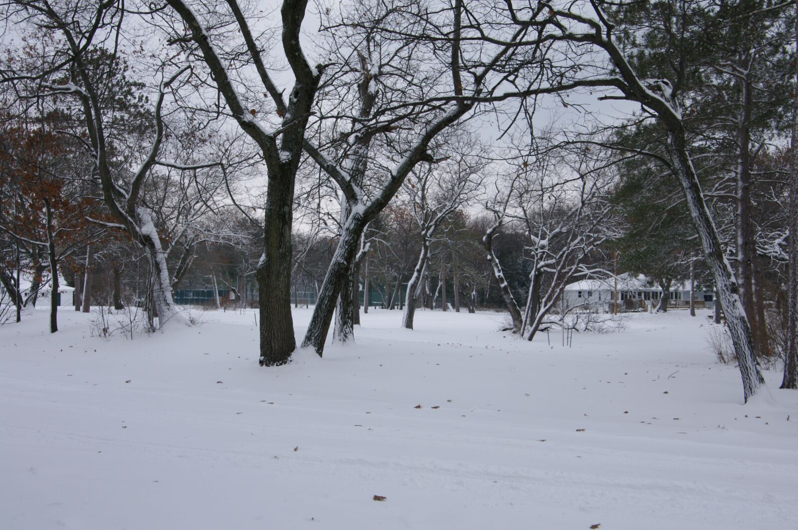 Pentax K-7 sample photo. Winter, snow, tree photography