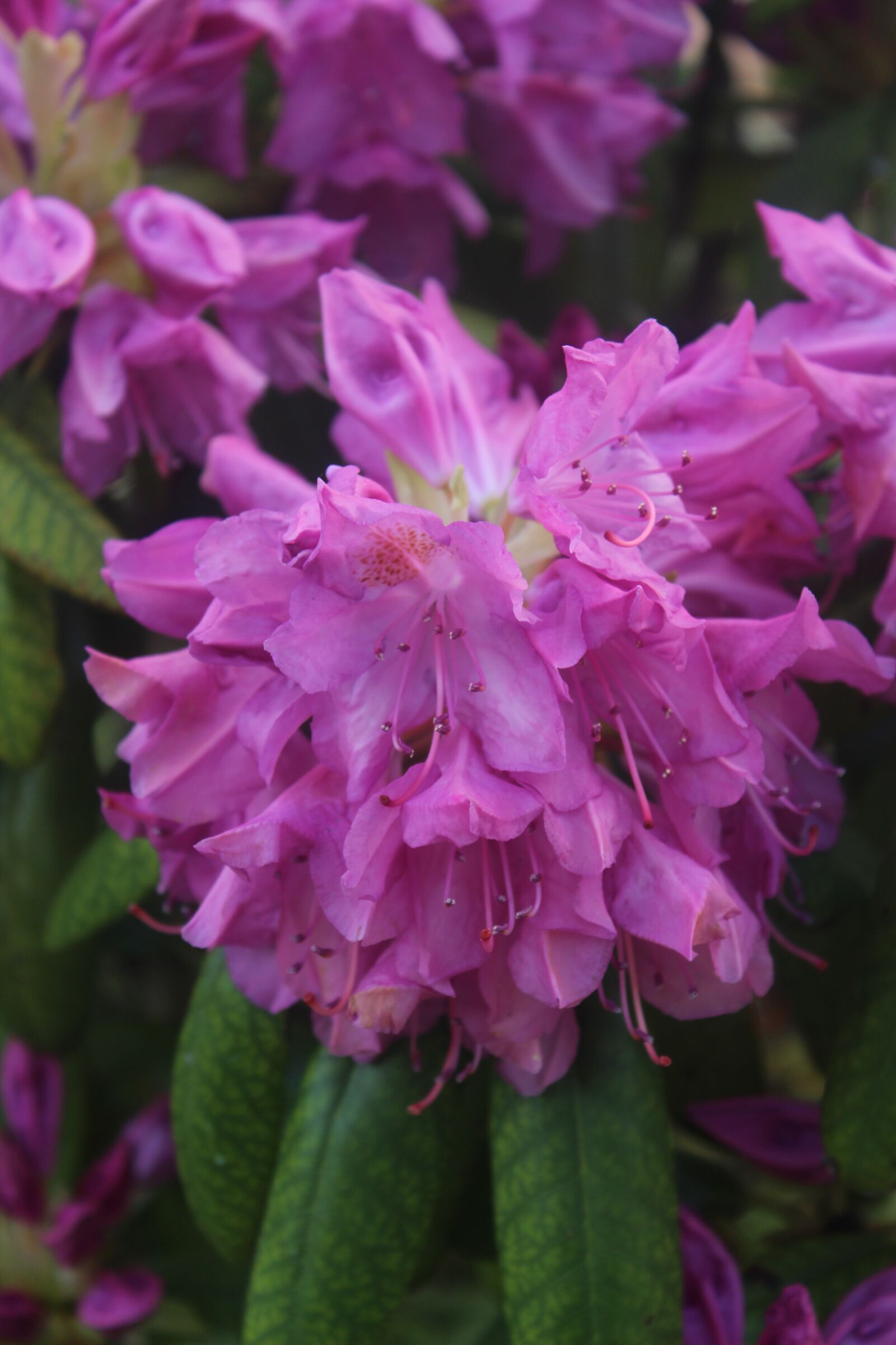 Canon EOS 650D (EOS Rebel T4i / EOS Kiss X6i) sample photo. Nature, flower, garden photography
