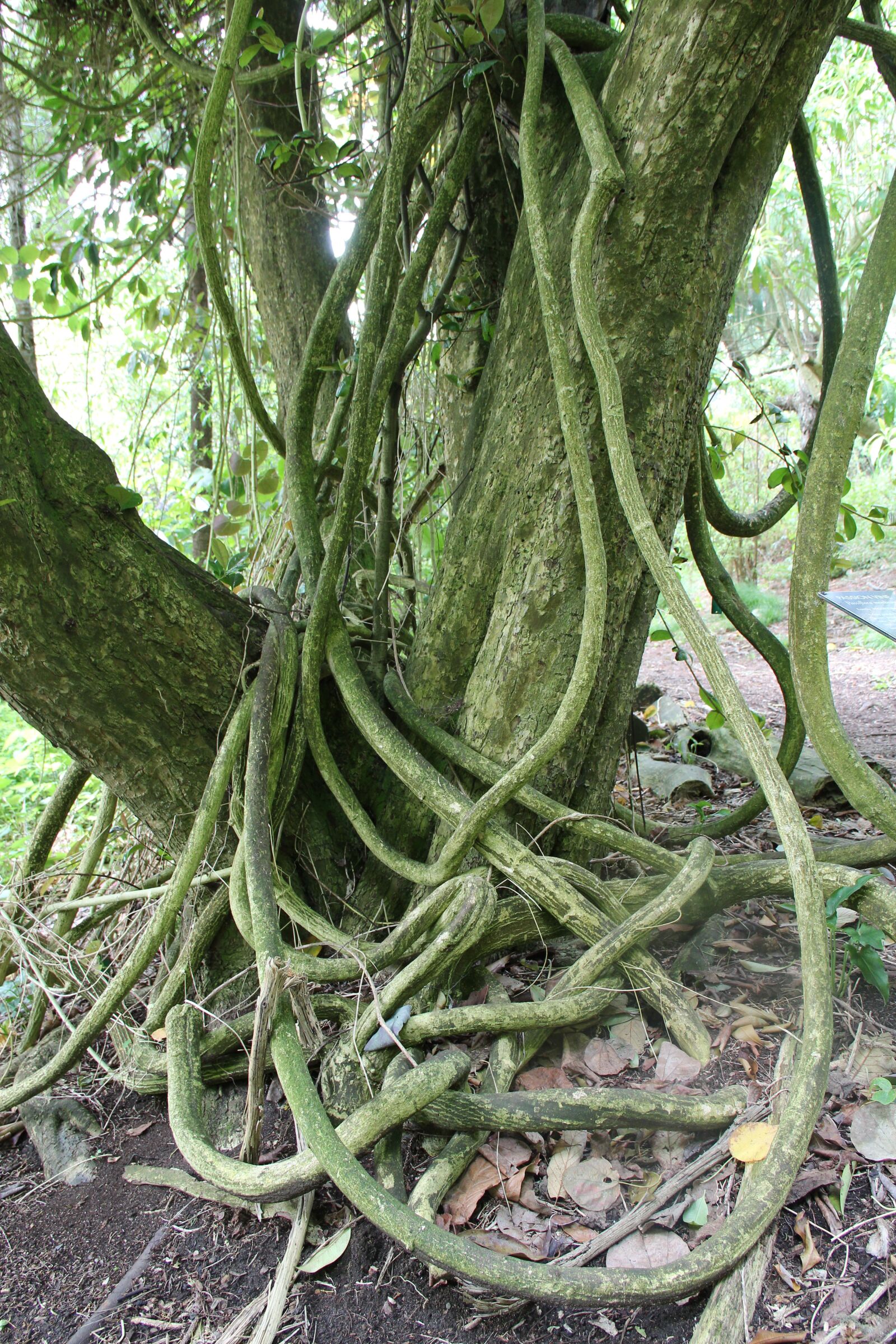 Canon EOS 600D (Rebel EOS T3i / EOS Kiss X5) + Canon EF-S 18-135mm F3.5-5.6 IS sample photo. Tree, vine, roots photography