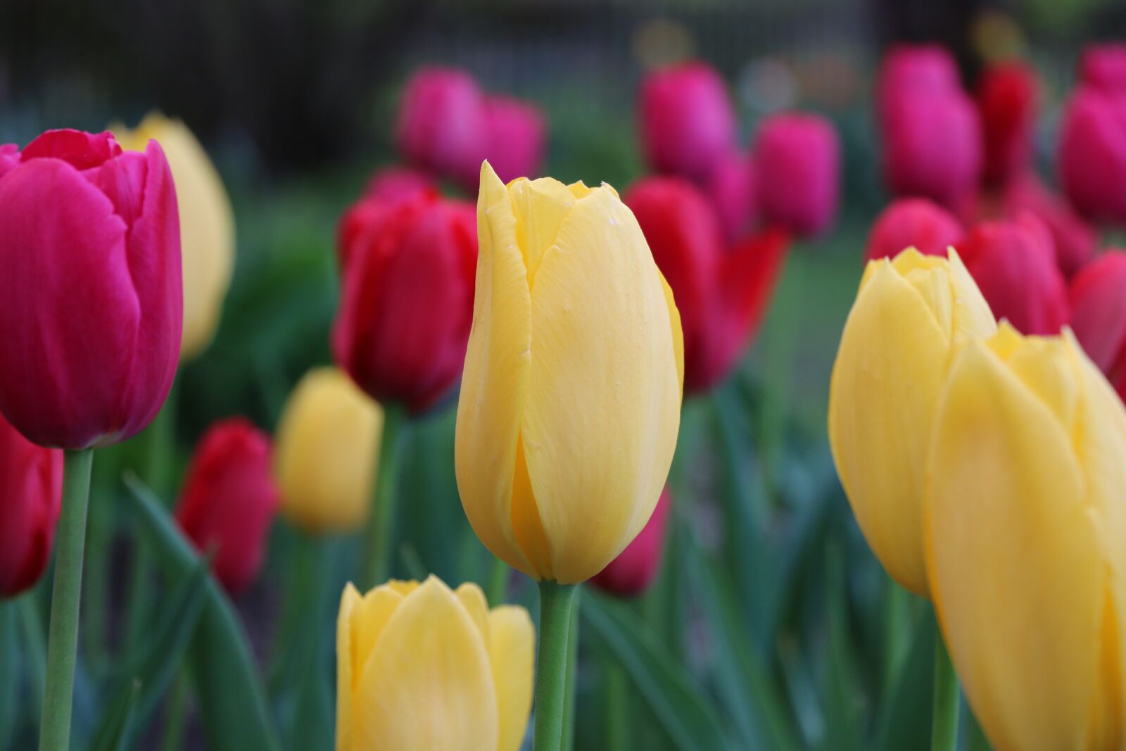 Canon EOS 70D sample photo. Tulip, flower, flower bed photography
