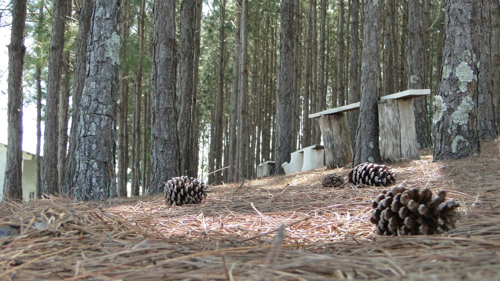 Sony Cyber-shot DSC-HX1 sample photo. Pine cone, park, nature photography