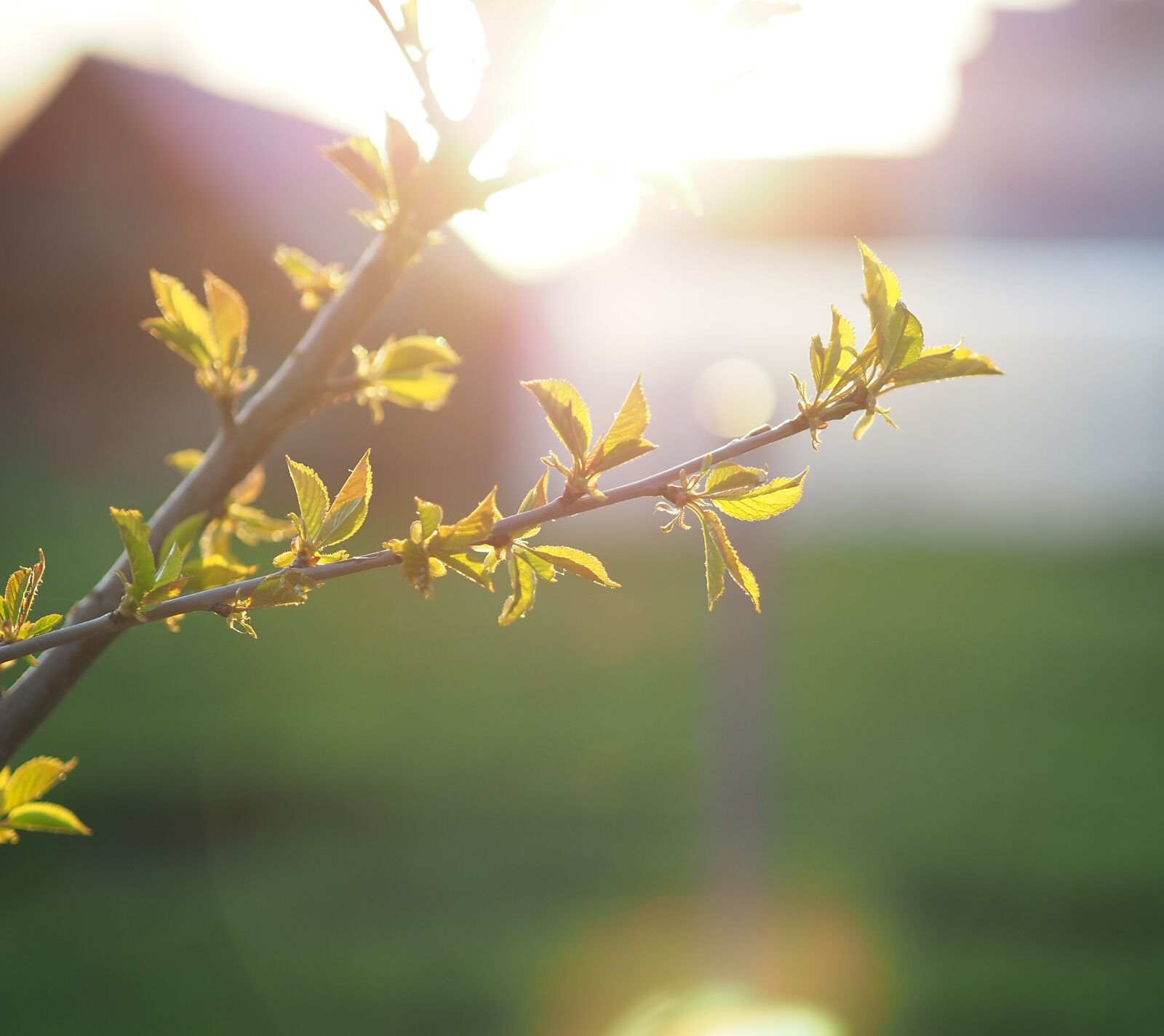 Olympus OM-D E-M10 III sample photo. Foliage, blooming, plant photography