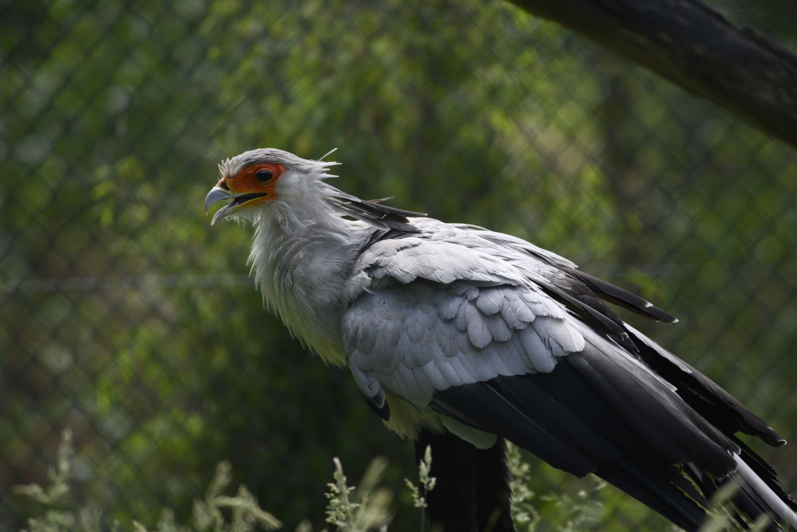 Nikon Z7 sample photo. Beekse bergen, bird, feathers photography