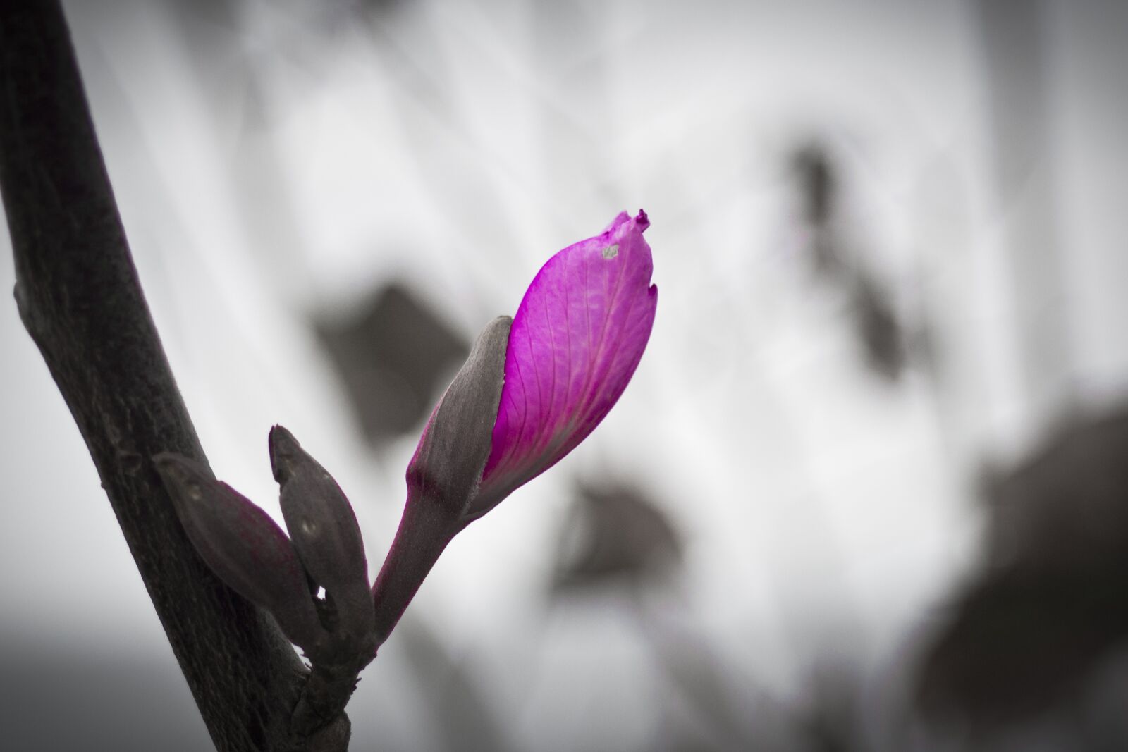 Nikon D3100 sample photo. Flower, nature, garden photography