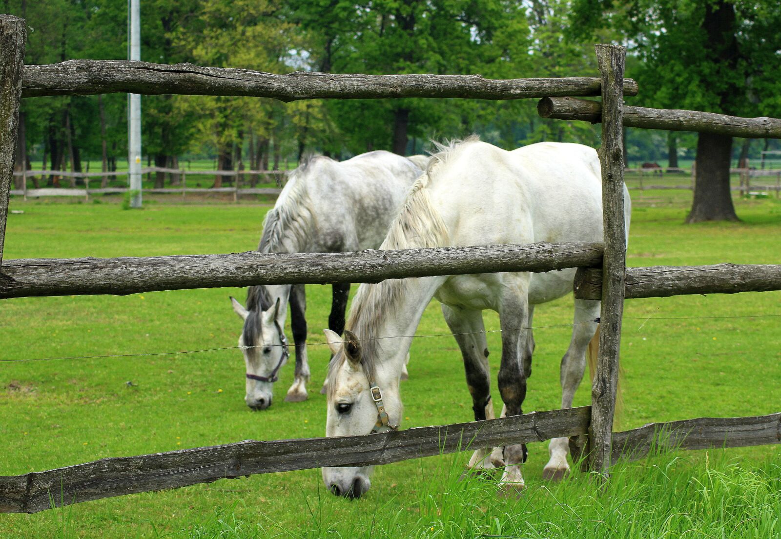 Canon EOS 1200D (EOS Rebel T5 / EOS Kiss X70 / EOS Hi) sample photo. The horse, horses, grazing photography