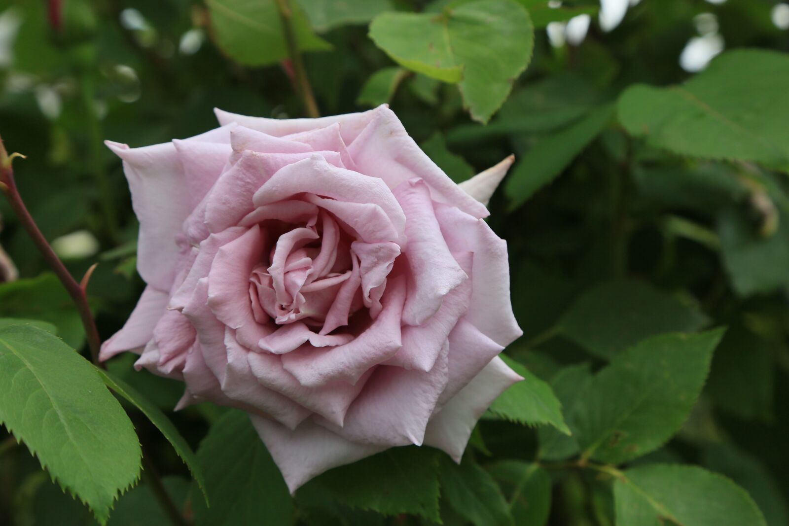 Canon EF 24-105mm F4L IS USM sample photo. Rose, spring, nature photography
