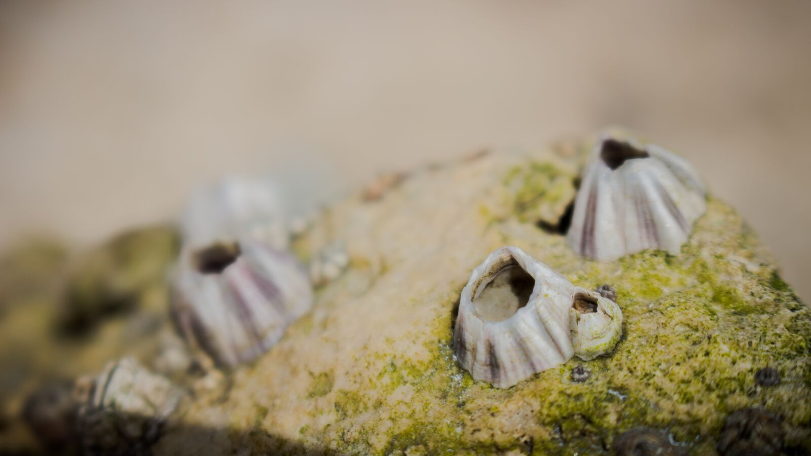 Canon EOS 700D (EOS Rebel T5i / EOS Kiss X7i) sample photo. Rock, shell, nature photography