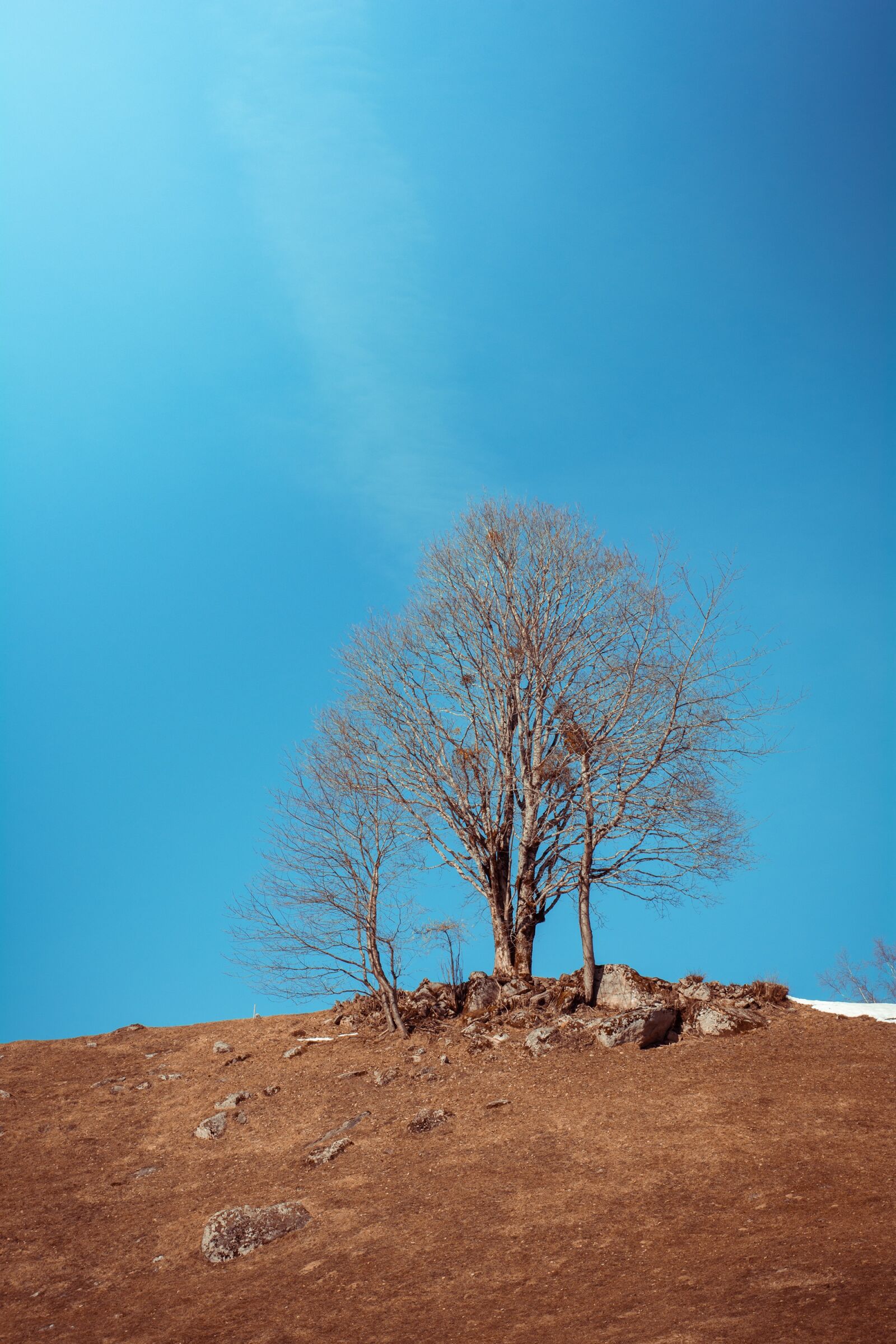Nikon D7100 sample photo. Landscape, meadow, tree photography