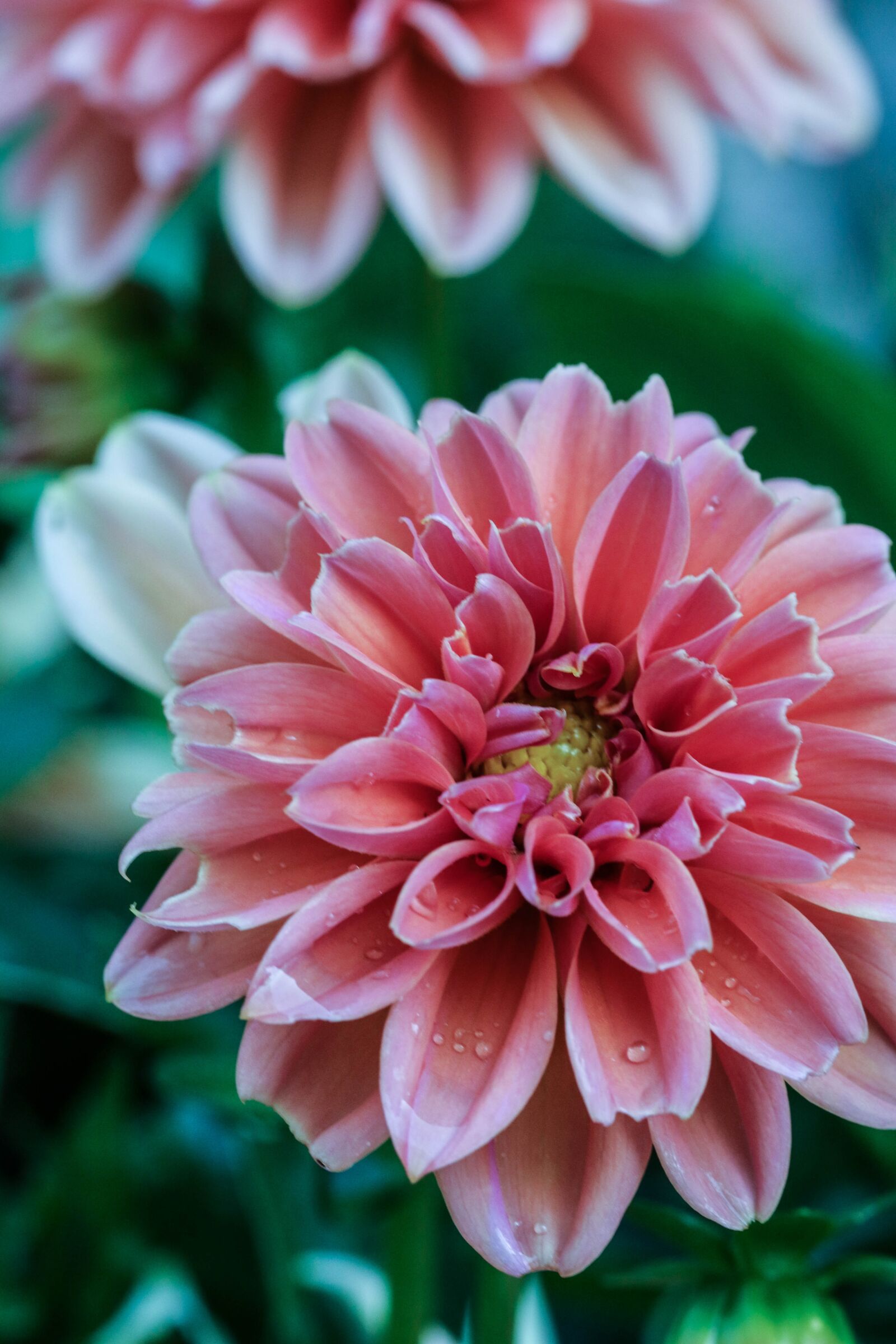 Canon EOS 7D Mark II sample photo. Pink, flower, garden flower photography