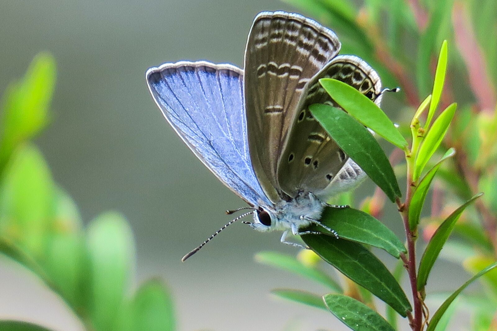 Canon PowerShot G3 X sample photo. Butterfly, nature, insect photography