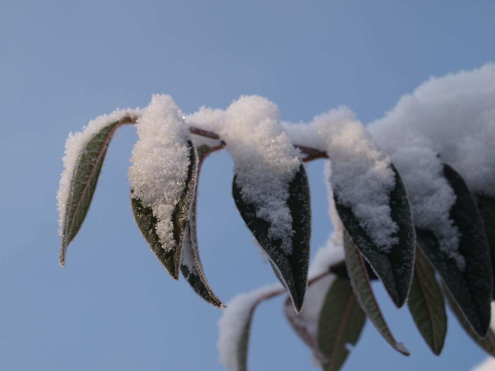 Olympus E-520 (EVOLT E-520) sample photo. Snow, winter, leaves photography