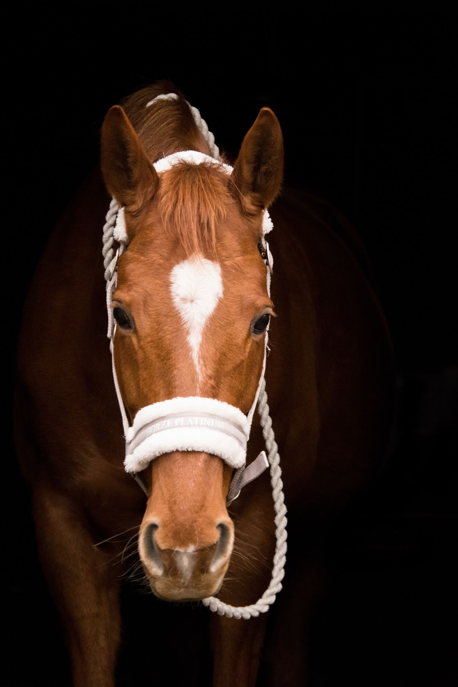 Nikon D3300 sample photo. Mammal, animal, cavalry photography