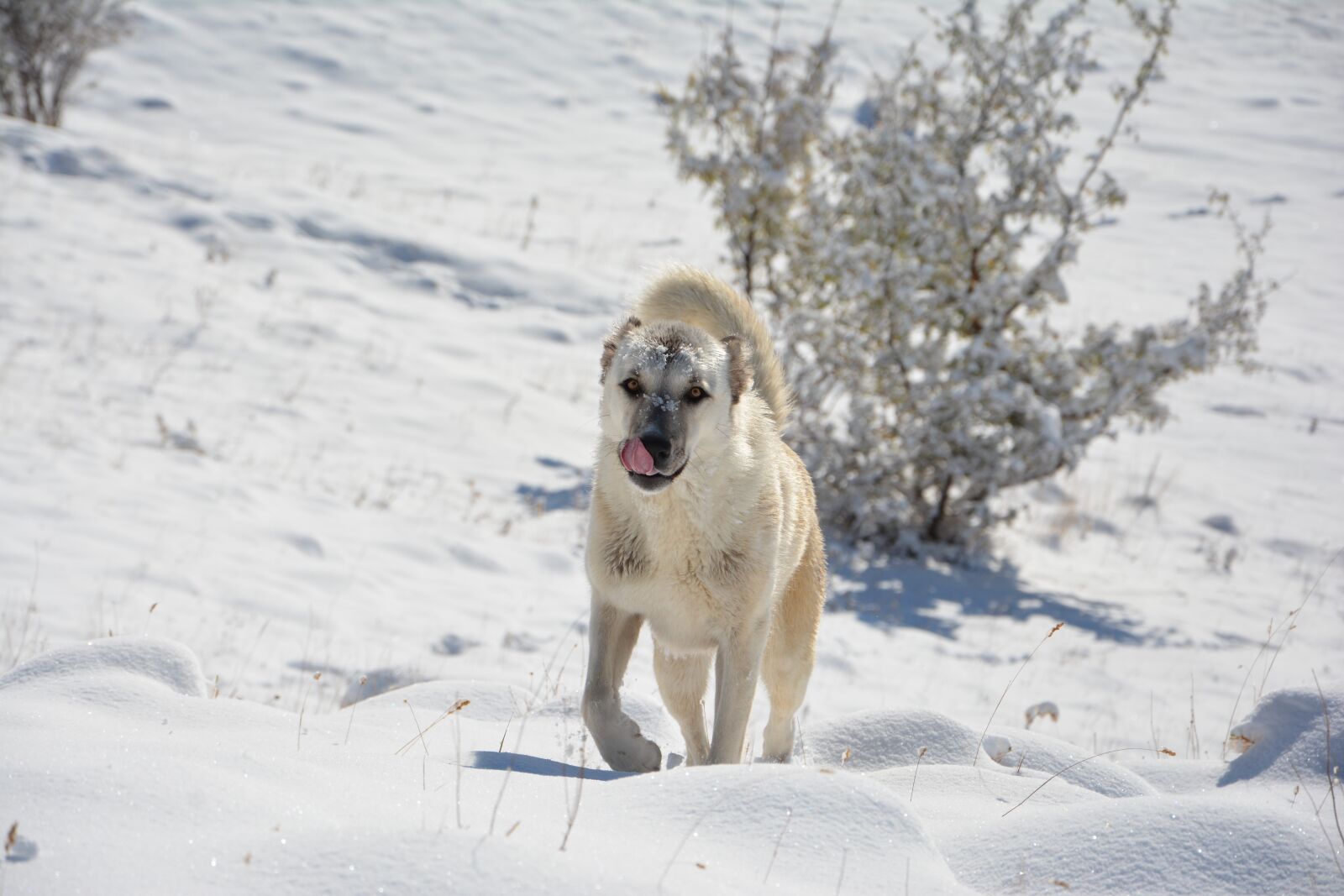 Nikon D7100 sample photo. Pets, shepherd dog, scott photography