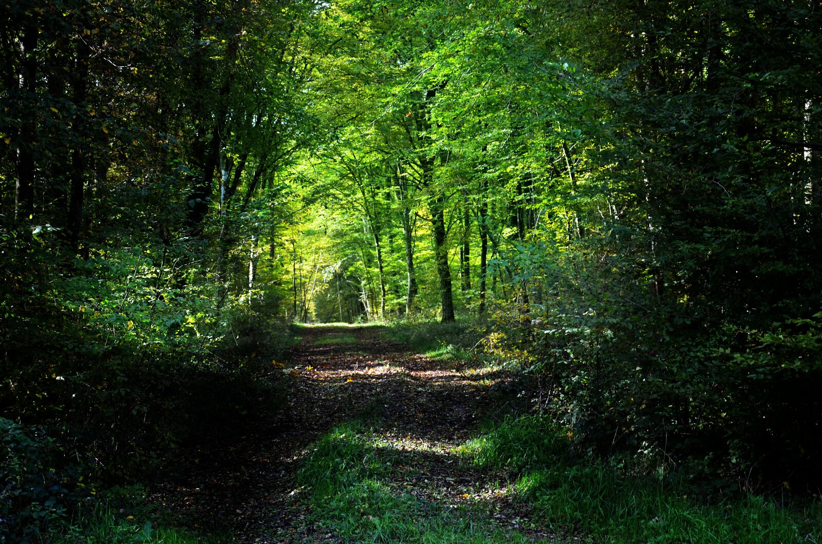 Nikon D5100 sample photo. Forest, light, landscape photography