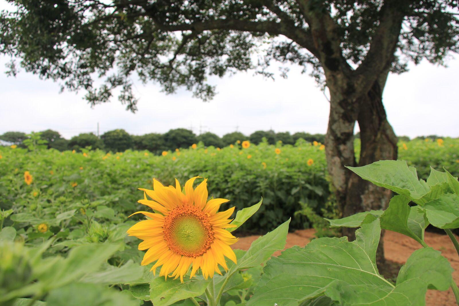 Canon EOS 60D sample photo. Sunflower, farm, outing photography