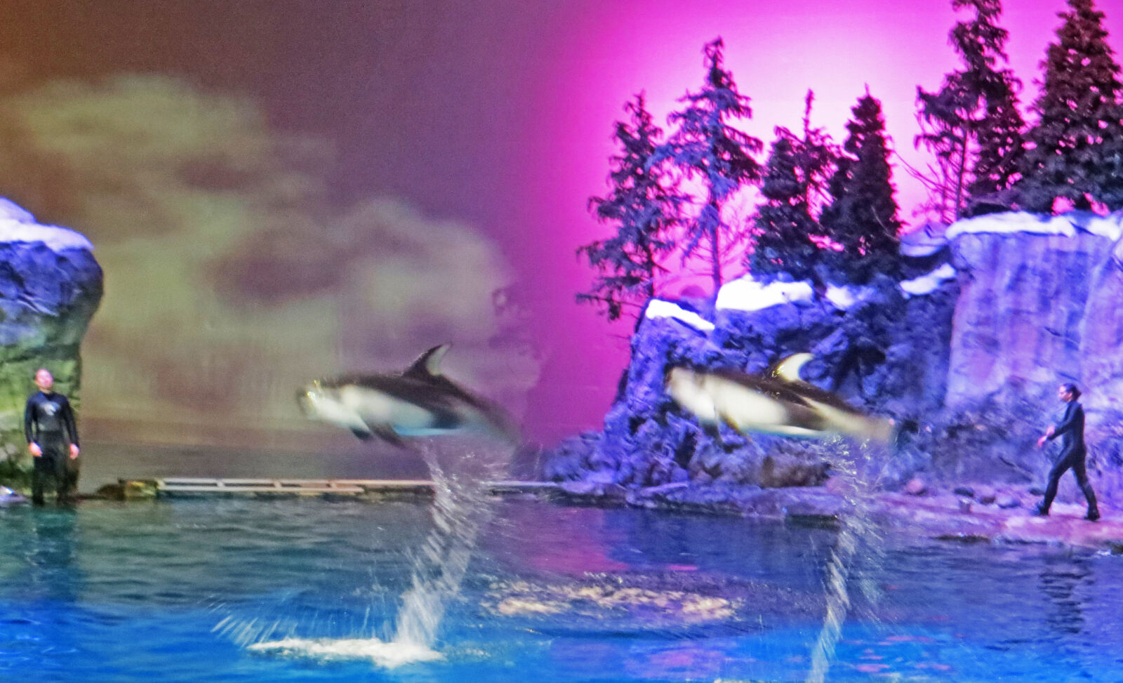 Canon PowerShot SX240 HS sample photo. Animals, aquarium, dolphins, jump photography