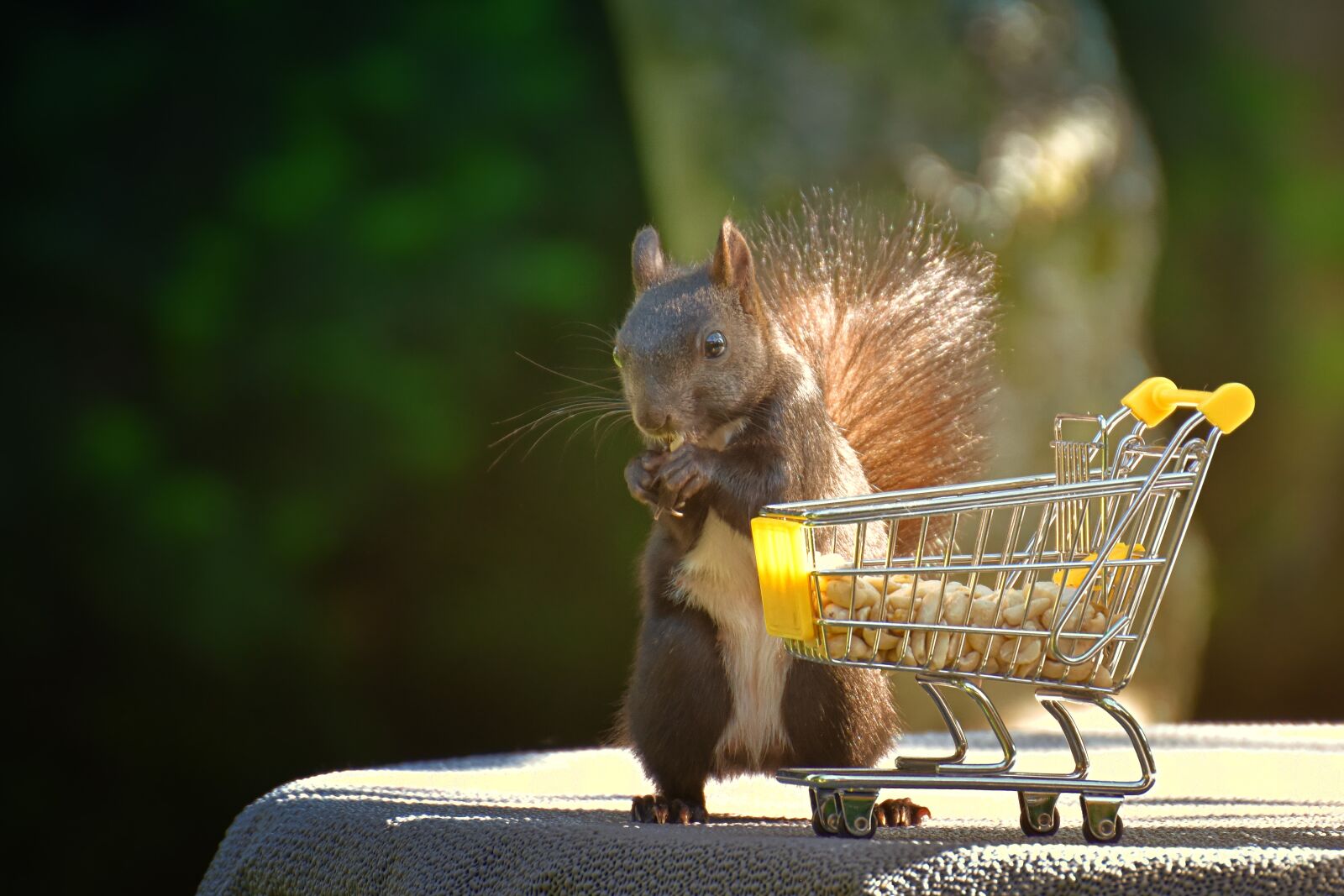 Nikon D7200 sample photo. Squirrel, shopping cart, nuts photography