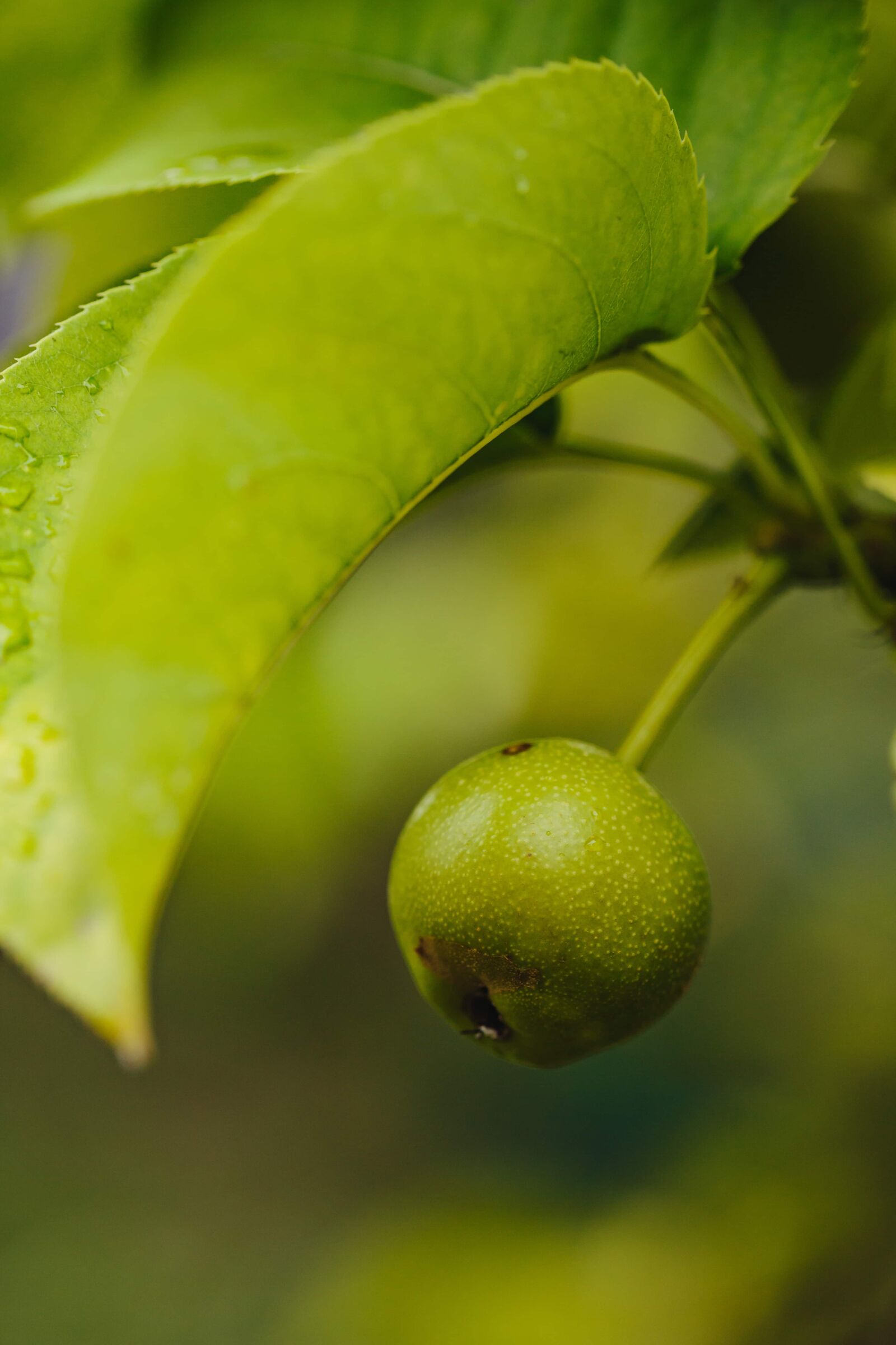 Canon EF 100mm F2.8 Macro USM sample photo. Green leaves, pear, small photography