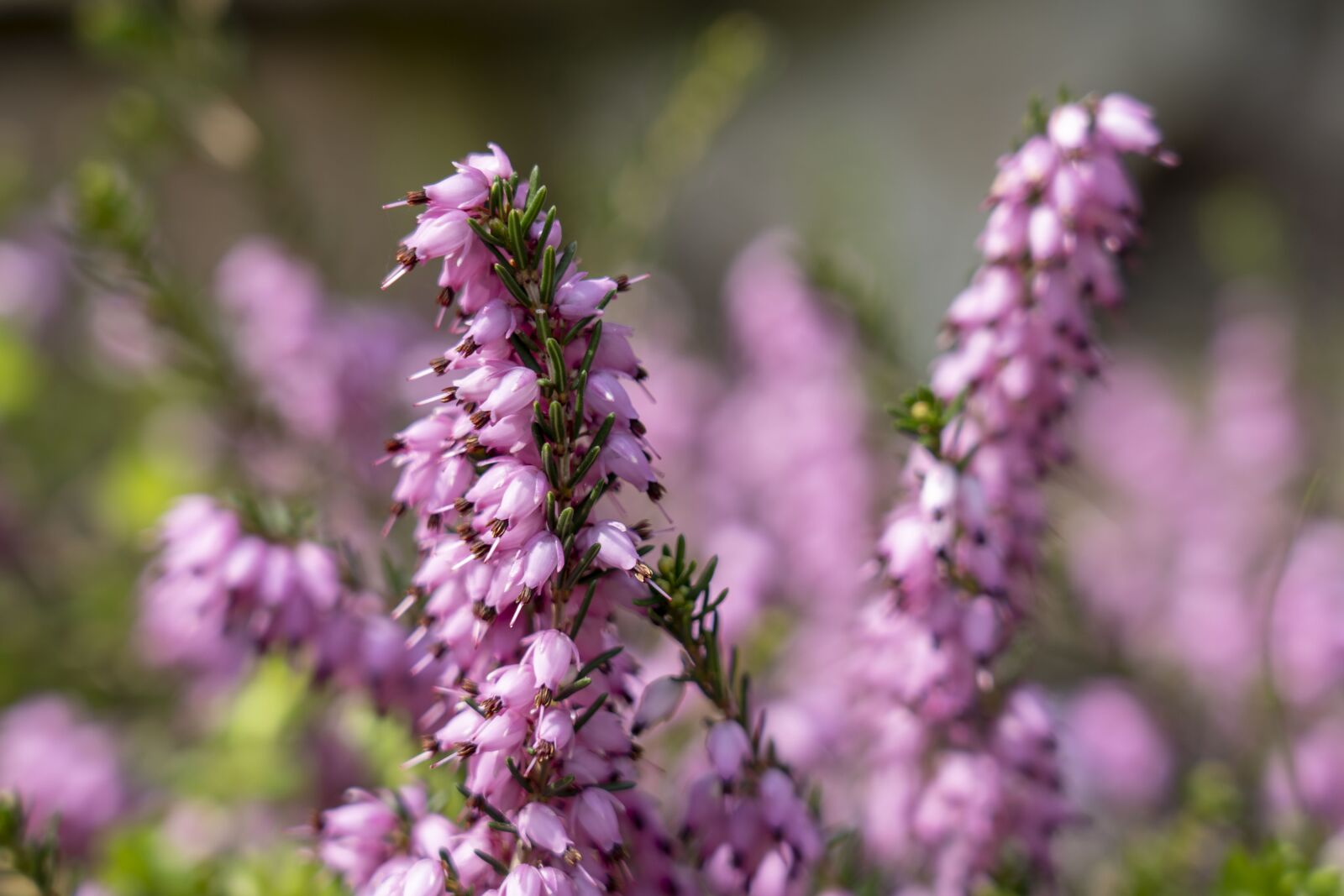 Sony FE 24-105mm F4 G OSS sample photo. Flower, flowers, nature photography