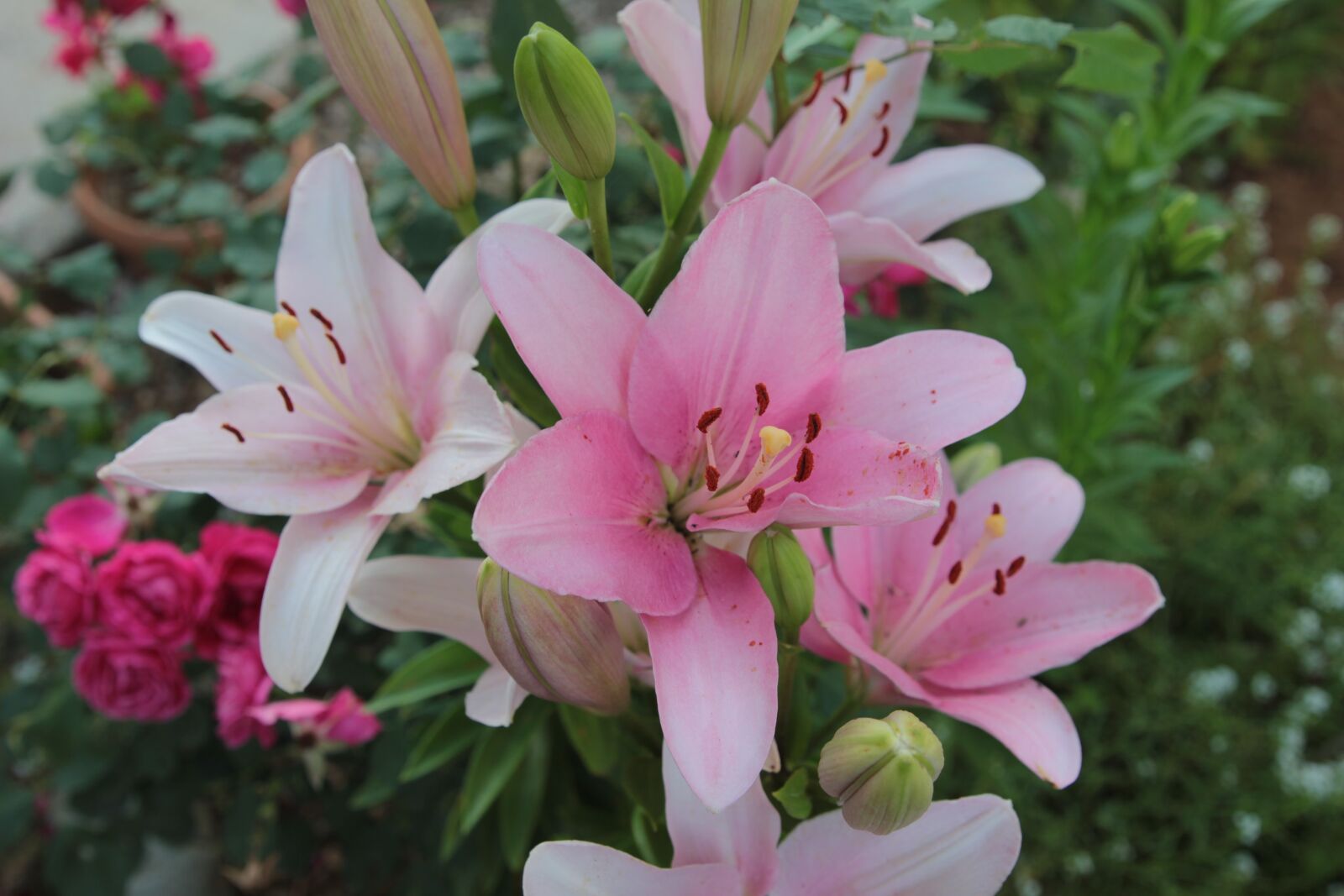 Canon EOS 550D (EOS Rebel T2i / EOS Kiss X4) sample photo. Lilies, lily, flower photography