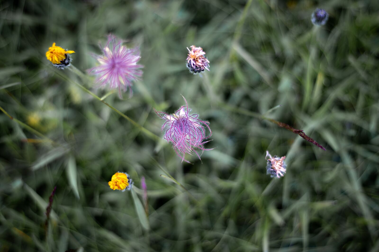 Canon EOS 250D (EOS Rebel SL3 / EOS Kiss X10 / EOS 200D II) sample photo. Flowers, nature, flora photography