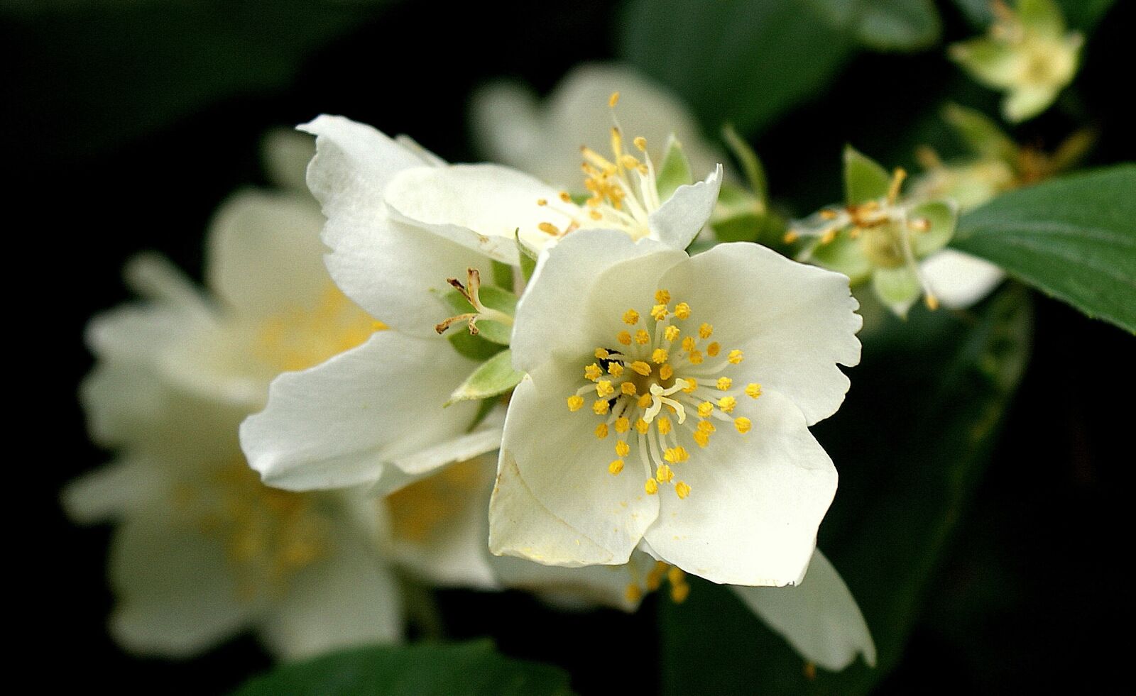 Sony Alpha DSLR-A200 sample photo. Flower, jasmine, nature photography