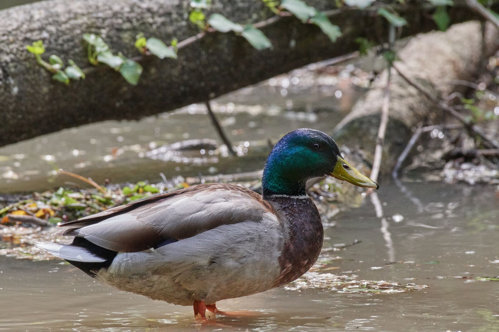 Nikon D500 sample photo. Duck, water, water bird photography