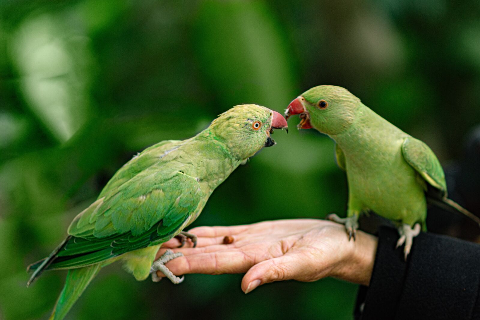Nikon D7200 sample photo. Parrots, hand, park photography