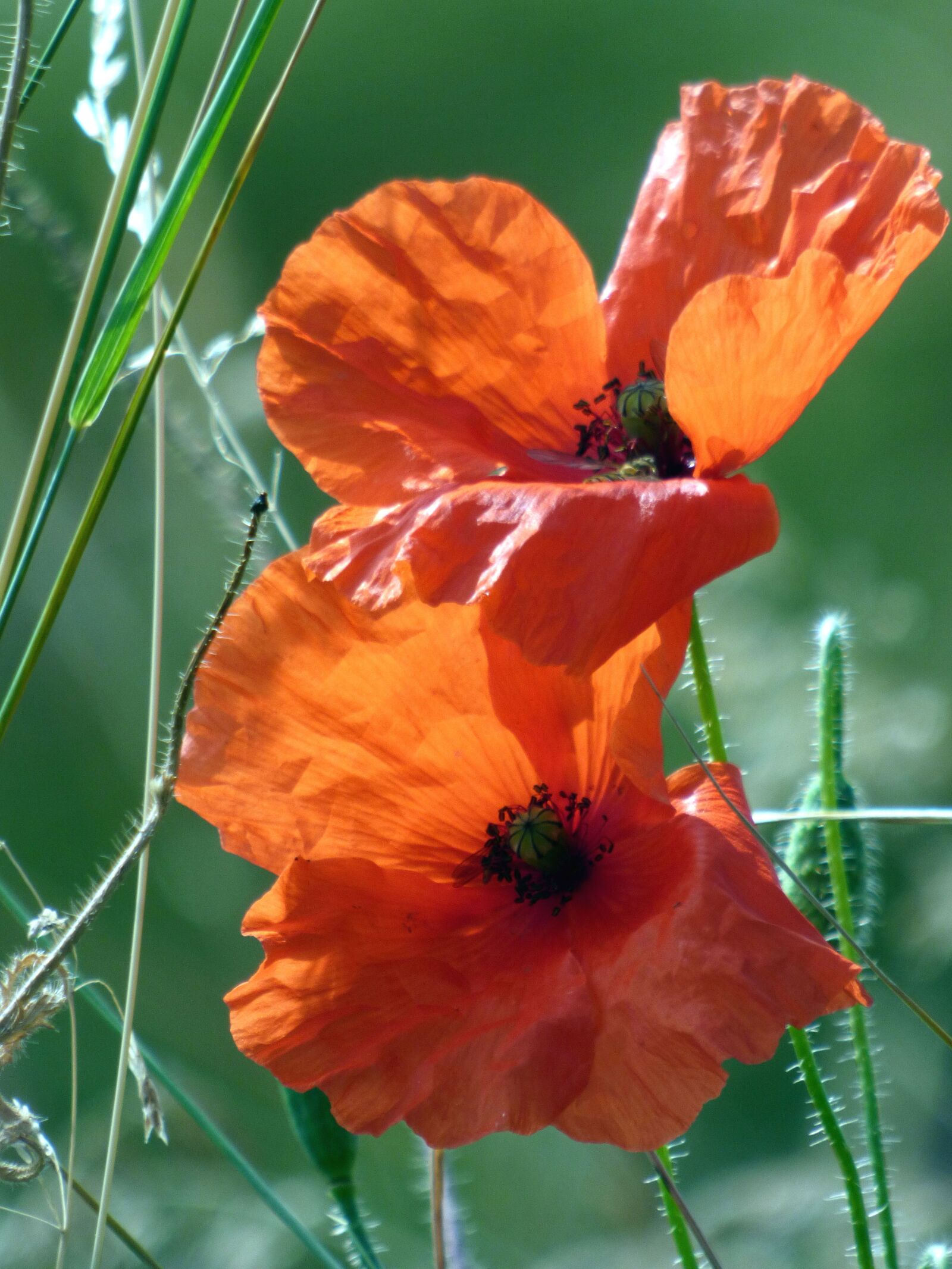 Panasonic DMC-FZ72 sample photo. Flowers, poppies, nature photography