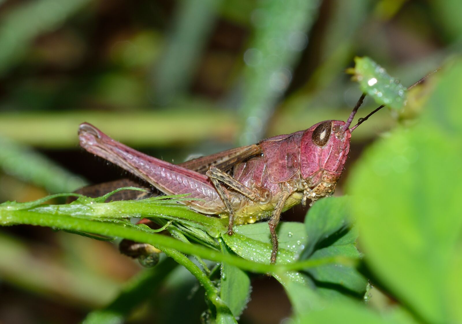 Nikon D5200 sample photo. Nature, insects, grasshopper photography