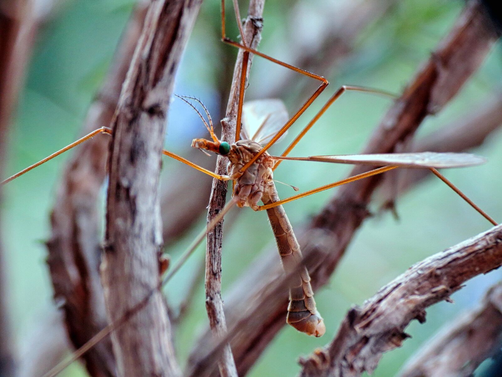Canon PowerShot SX40 HS sample photo. Insect, mosquito, nature photography